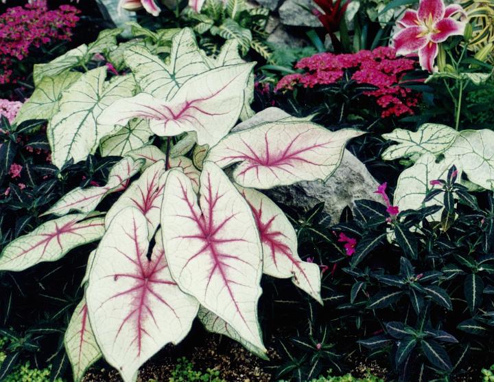 (16) coleus.jpg